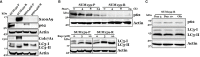 Figure 5