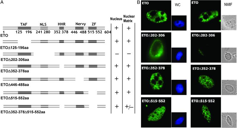 Fig 1.