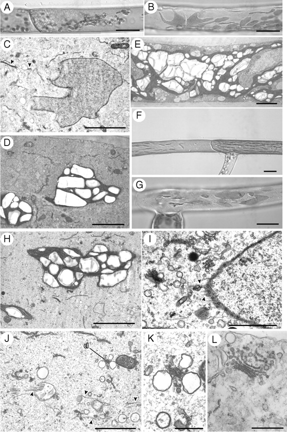 Fig. 9.