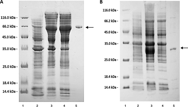 FIG 2