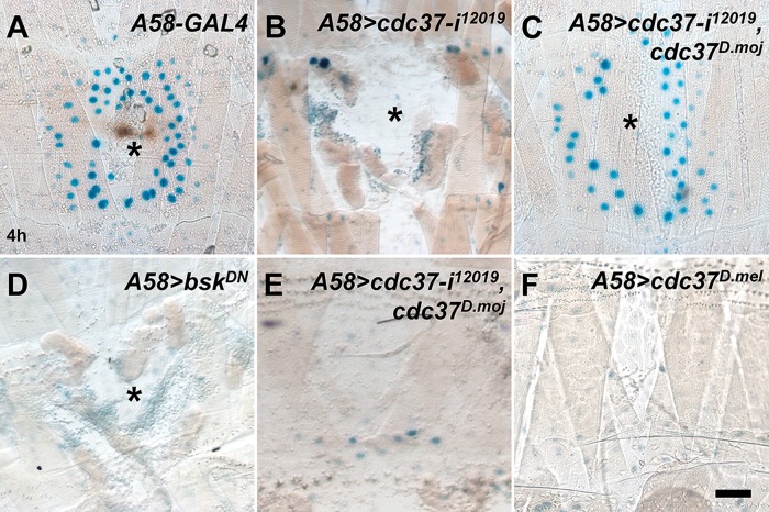 FIGURE 3: