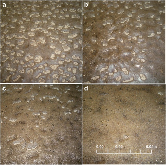 Fig. 8