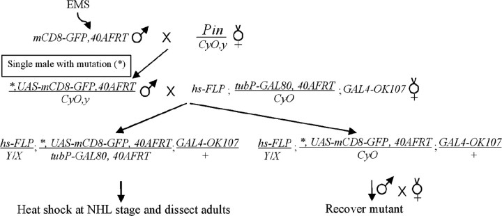 graphic file with name zns018050295scm1.jpg