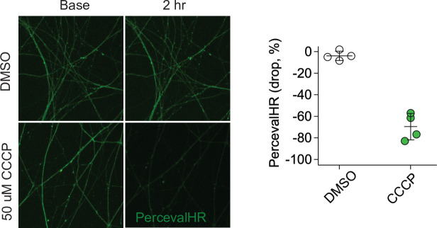 Figure 5—figure supplement 1.