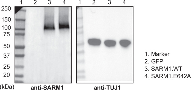 Figure 1—figure supplement 1.