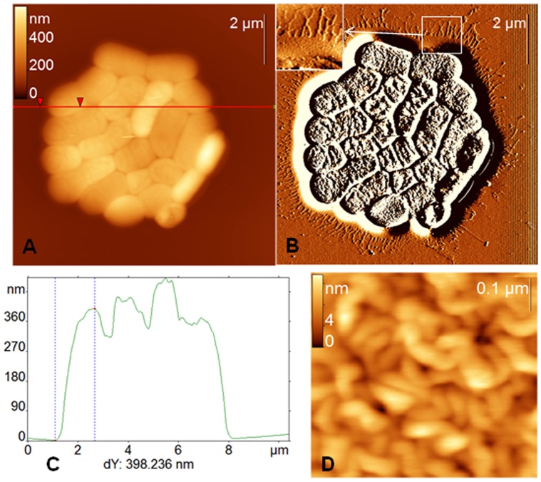 Figure 4