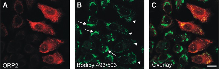 Fig. 5.