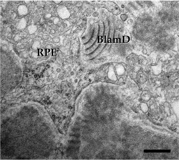 Fig. 11