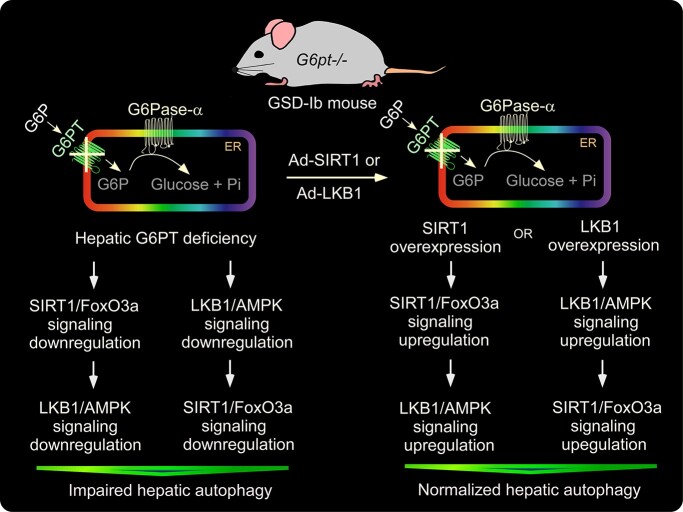 Graphical Abstract