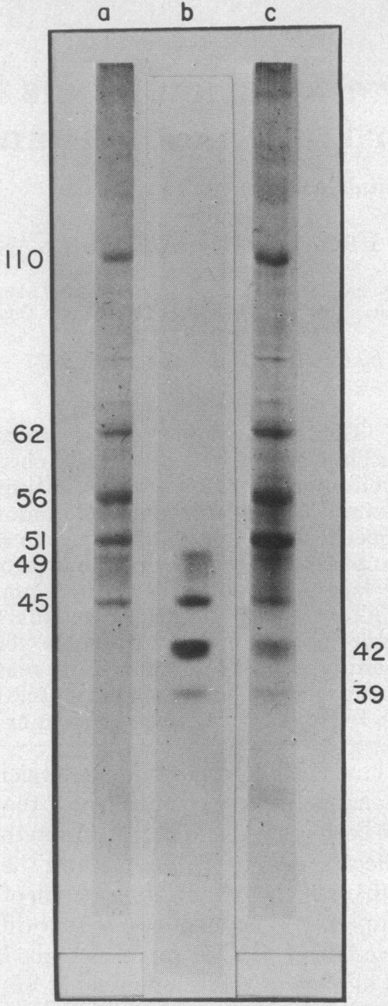 graphic file with name pnas00032-0582-a.jpg