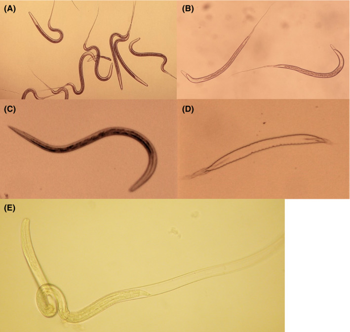 FIGURE 1