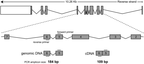 FIGURE 1.