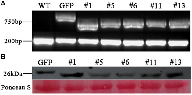 Figure 6