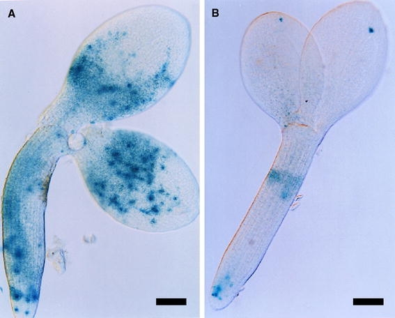 Fig. 8