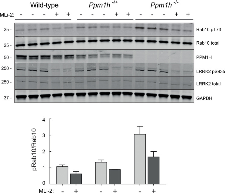 Figure 5—figure supplement 1.