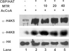 Supplementary Fig. S8