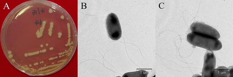 FIG 1