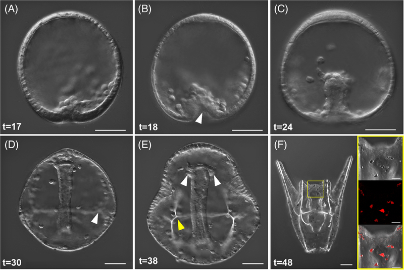 FIGURE 3