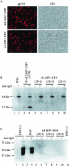 FIG. 2.