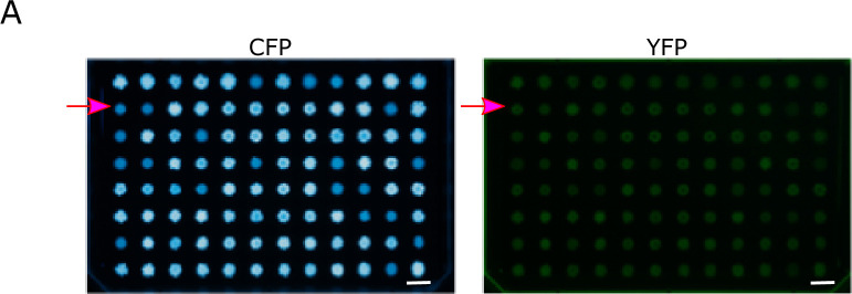 Figure 4—figure supplement 2.