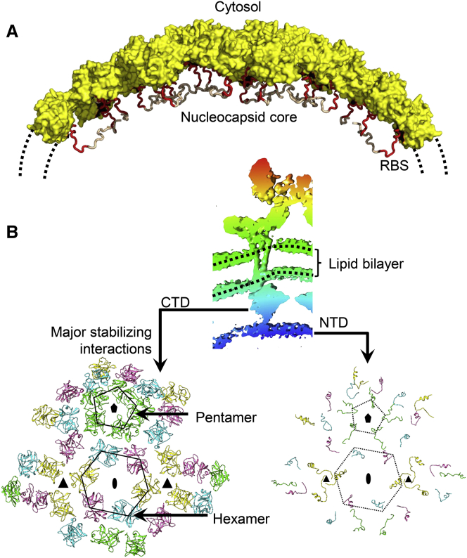 Figure 4