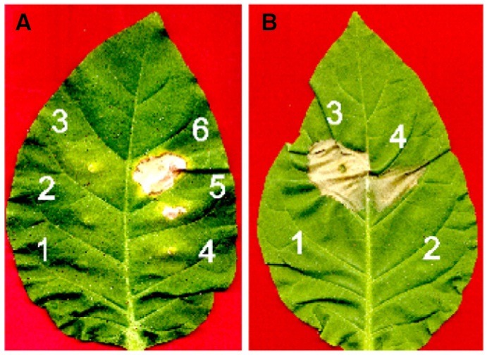 Fig. 2.