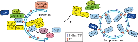 FIGURE 7.