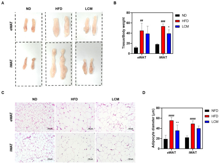 Lycium Chinense Mill Induces Anti-obesity And Anti-diabetic Effects In 