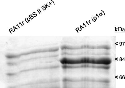 FIG. 5.