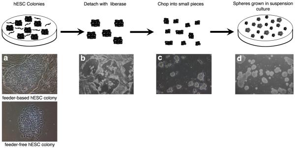 Figure Two