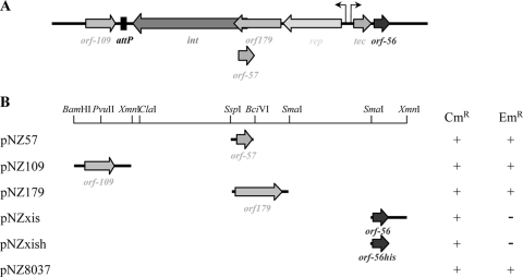 FIG. 1.