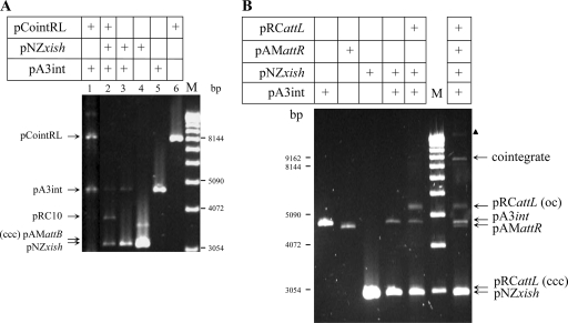 FIG. 3.