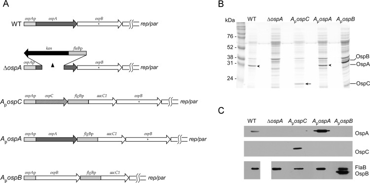 FIG 1