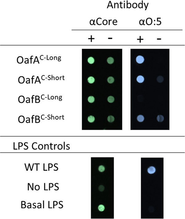 FIG 7