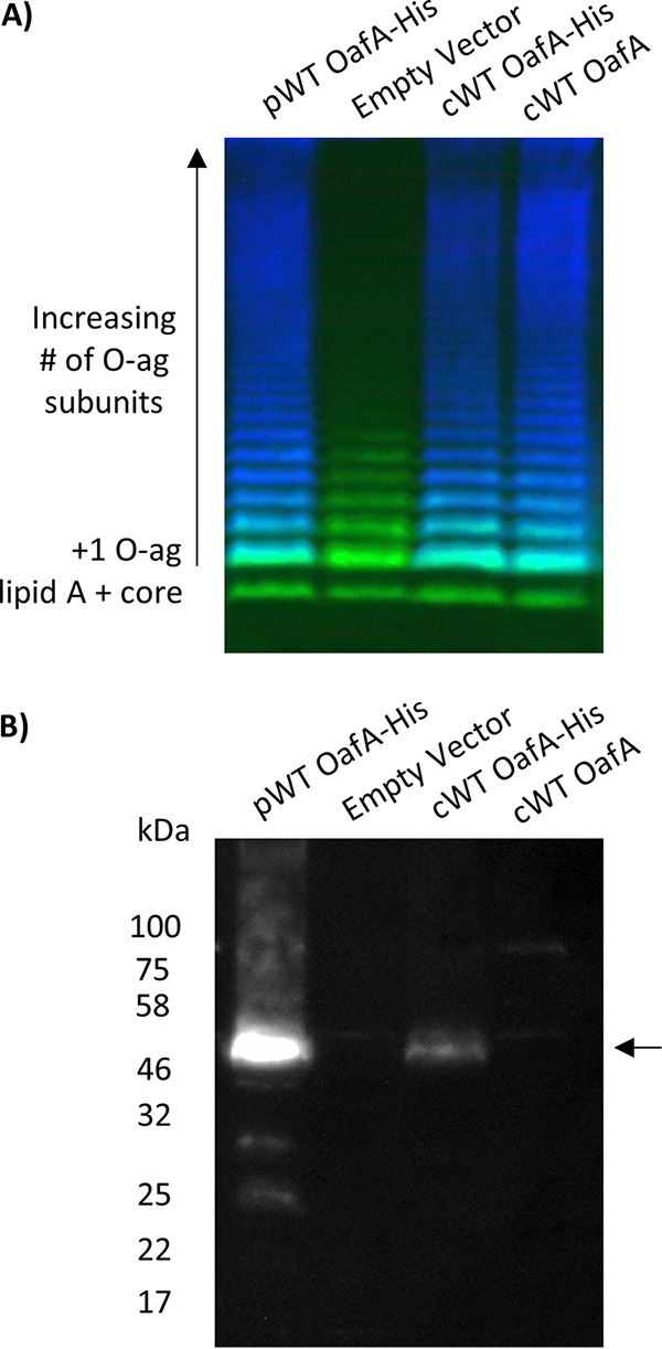 FIG 3