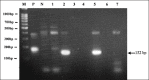 Figure-1