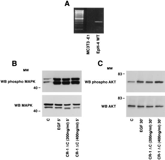 FIG. 9.