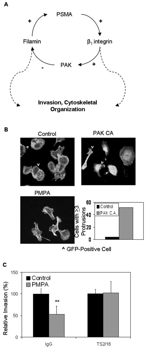 FIG. 8.