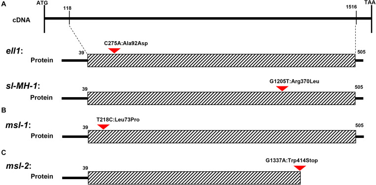 FIGURE 6