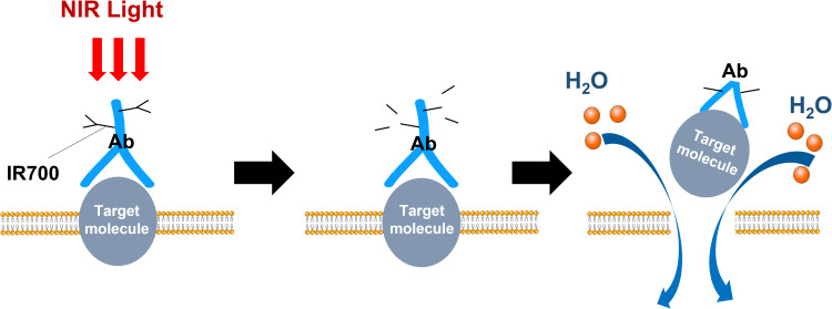 Figure 1.