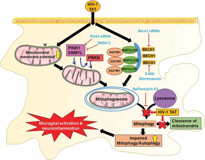 Figure 11.