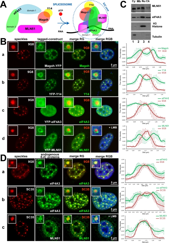 FIGURE 1: