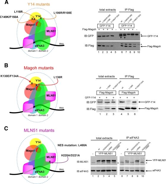 FIGURE 3: