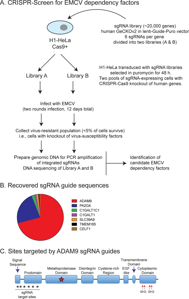 FIG 1