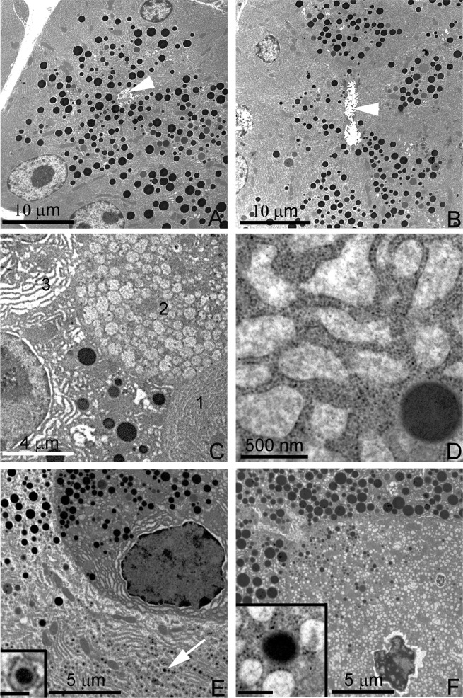 FIGURE 4: