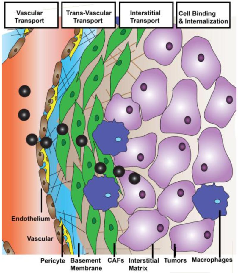 Stromal Barriers and Strategies for the Delivery of Nanomedicine to ...