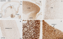 Fig. 8