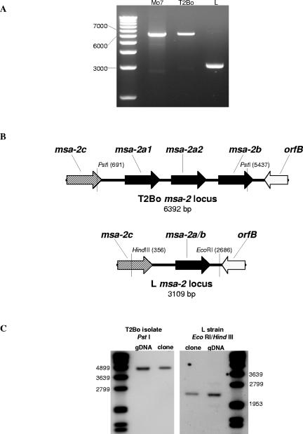 FIG. 1.