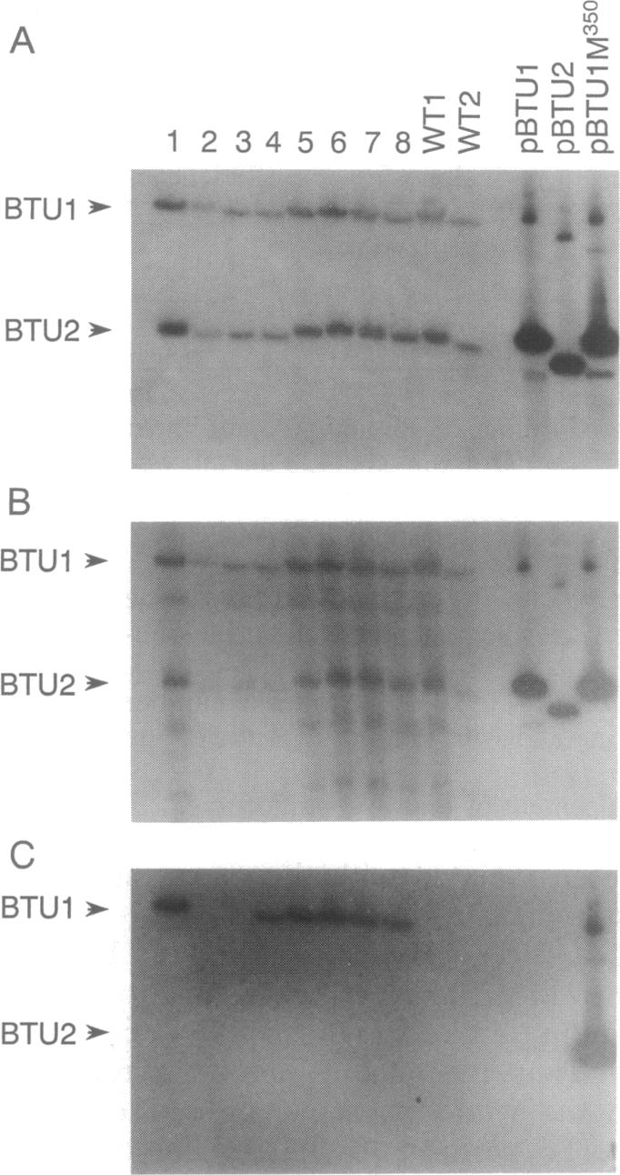 graphic file with name pnas01132-0459-a.jpg