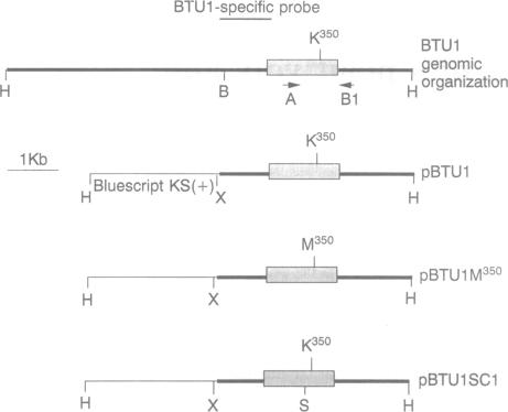 graphic file with name pnas01132-0457-a.jpg